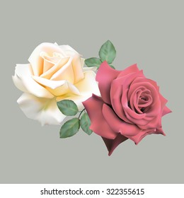 Two beautiful white and red roses isolated on gray background. Photo- realistic mesh vector illustration.