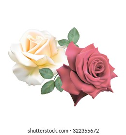 Two beautiful  white and red roses isolated on white background. Photo- realistic mesh vector illustration.