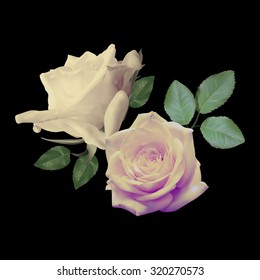 Two beautiful white roses isolated on black background. Photo- realistic mesh vector illustration.