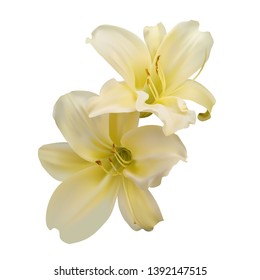 Two beautiful yellow lilies on white background. Photo-realistic gradient mesh vector illustration.