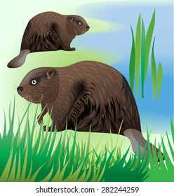 Two beavers in their habitat on the bank of a pond. Vector illustration.