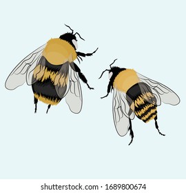 two bees in a realistic style