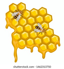 Two bees are sitting on honeycombs. Vector graphics isolated on white background.