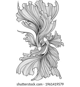 Two Betta fish or Siamese fighter fish top view in hand drawn line art style. Decorative goldfish veiltail. Illustration isolated on white background. Tattoo art design, coloring book page