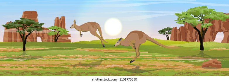 Two big red kangaroos are jumping over the Australian plain. Dry grass, rocks, acacia trees and eucalyptus trees. Wild nature of Australia. Realistic vector landscape.