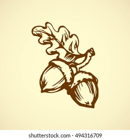 Two big ripe raw fresh tasty robur Quercus pods isolated on white backdrop. Freehand outline ink hand drawn picture sketchy in art retro scribble style pen on paper. Closeup view with space for text
