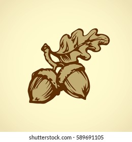Two big robur Quercus pods isolated on white backdrop. Freehand outline ink hand drawn picture sketchy in art retro scribble style pen on paper. Closeup view with space for text