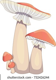 Two big toadstools and two small toadstools. Vector illustration.