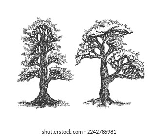 Two big trees freehand drawn pen sketch illustration. Two concept of tree hand drawing vector isolated on white background. Vintage drawubg logo concept.