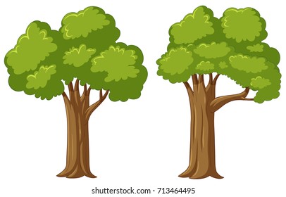 Clip Art Picture Of Tree | PNG-clipart