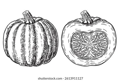 Two big vector pumpkins. Whole and half cut vegetable. Vector illustration, pumpkin, whole and cut, isolated on white background. For Thanksgiving, Halloween. Harvest festival. Food fair