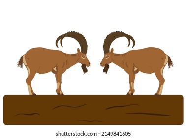 Two Bighorn Male Goats On Chump Fighting Vector Illustration Isolated On White Background. Angry And Stubborn Animal Battle. Alpha Goat Macho Conflict Over The Wooden Bridge. Natural Battle For Mating