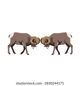 Two Bighorn Sheep Rams Head-to-Head Sparring Illustration Isolated on White Background for Wildlife