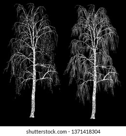 Two birches (Betula L.) without leaves, winter, the white vector image on a black background