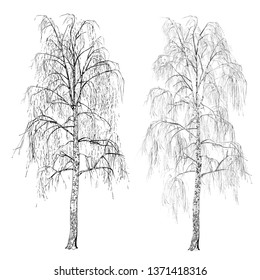 Two birches (Betula L.) without leaves, winter, the vector image in shades gray on a white background