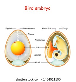 Labelled Diagram Of An Amniotic Egg | Labeled Diagram