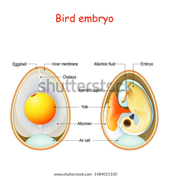 Two Bird Eggs Embryo Egg Anatomy Stock Vector (Royalty Free) 1484011100