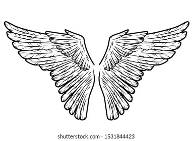 Two bird wings in vector isolated on white background