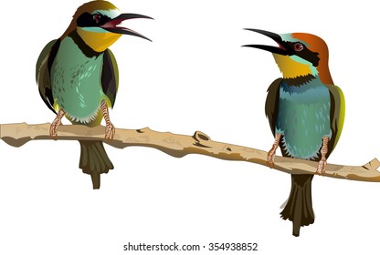 Two birds with bright plumage sitting on a branch and talk