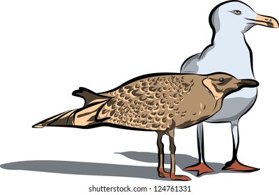 two birds on the beach