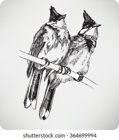 Two birds on the branch, hand drawing, vector illustration