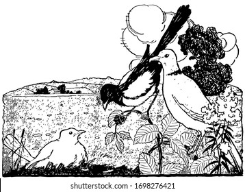 Two birds sitting on branch of tree and looking at another bird in nest, vintage line drawing or engraving illustration