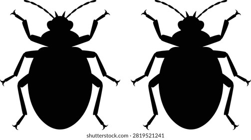 Two black beetles standing side by side
