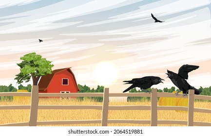 Two black crows are sitting on a fence near a field with ripe cereals. A flock of crows flies over a field with a barn and haystacks. Wild crow Corvus corax. Realistic vector landscape