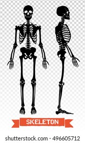 Two black human skeleton silhouettes front and side view isolated on transparent background flat vector illustration