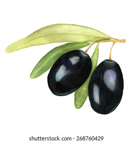 Two black olives with green and yellow leafs. Watercolor vector illustration.