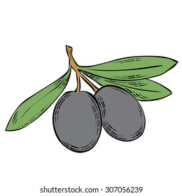 Two black olives on branch with leaves. Hand drawn vector illustration. Isolated on white
