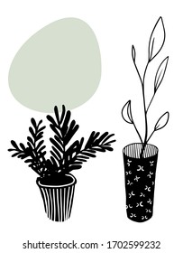 two black plants in pots on white background