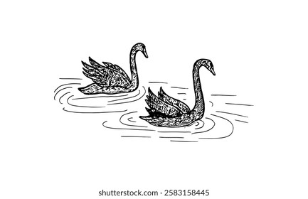 Two black swans swimming hand-drawn cartoon sketch vector illustration.