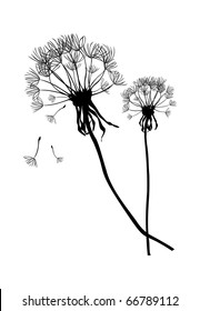 Two black vector dandelions,illustration