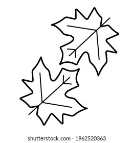 two black and white tree leaves. two leaves of canadian maple