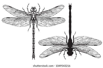 Dragonfly Black Dragonfly On White Background Stock Vector (Royalty ...