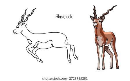 Two blackbuck antelopes depicted in different poses. Slender and graceful, they feature long, thin legs, brown fur with a contrasting white belly, and long, spiraling horns. Cute animals.