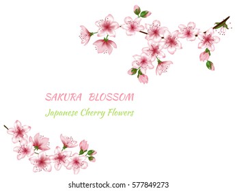 Two blooming branches. Vector illustration of pink spring blossom. Flowers and buds realistic spring design isolated on white. Japanese cherry flower, sakura blossom lettering - place for text. 