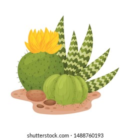 Two blooming cactus in the shape of a ball. Vector illustration on a white background.