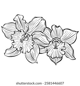 Two blooming daffodil flowers heads. Spring narcissus plant. Vector illustration in hand drawn sketch doodle style. Line art graphic wildflower isolated on white. Design for coloring book, print