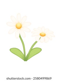 Two blooming daisies with white petals and fresh green stems. Chamomile with green leaves. Simple 3d cartoon design. Vector illustration isolated on white background