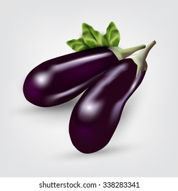 two blue eggplant. Vector illustration of eggplant recipes for cooking. vegetarianism