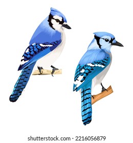 Two Blue jay bird vector