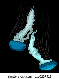 Two blue jellyfishs on black background, vector illustration