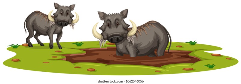 Two Boars Playing in Mud illustration