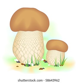 Two boletus mushrooms on green grass