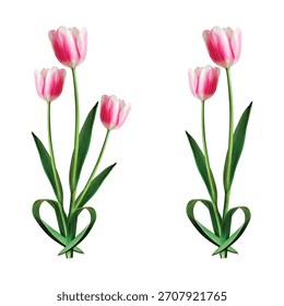 Dois buquês de delicadas tulipas rosa isoladas sobre fundo branco, flores da primavera