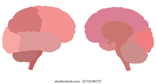 Two brains are shown in a pink color. The brain on the left is smaller than the one on the right