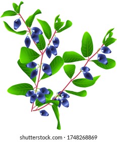 
dos ramas con bayas ovales azules y hojas verdes, sobre fondo blanco