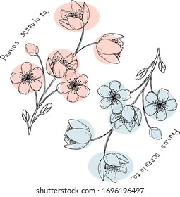 two branches of cherry blossoms in black and white with colored ovals. The inscription in Latin 